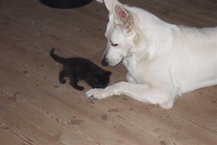 Hvid schæfer Kida *himmelhund* - Argh!! Den rører ved mig... billede 17