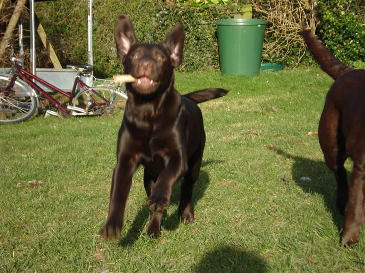 Labrador retriever Simba - Bat-dog:D ELsker hans ører:P billede 13