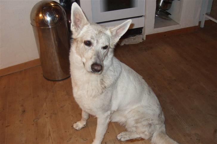 Hvid schæfer Kida *himmelhund* - Se hvor fin beskidt jeg er!! billede 18