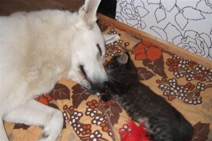 Hvid schæfer Kida *himmelhund* - ZZZZZZZZZZZzzzzzzzzzz billede 19