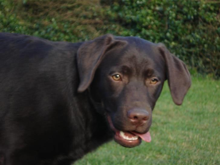 Labrador retriever Simba - Min smukke fotogene prins:D billede 14