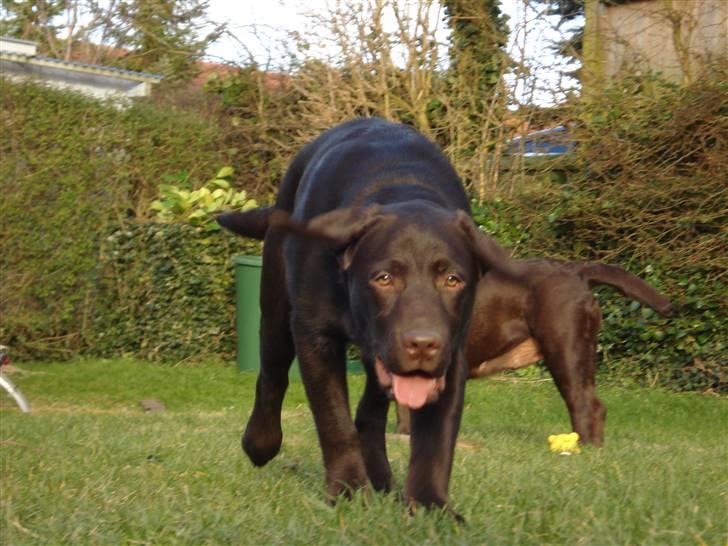 Labrador retriever Simba - Haha... Han er ved at være godt træt nu:D billede 15