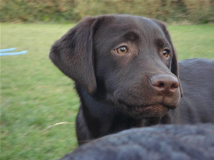 Labrador retriever Simba - UUH - Jeg er sååå lækker - tænker Simba billede 16