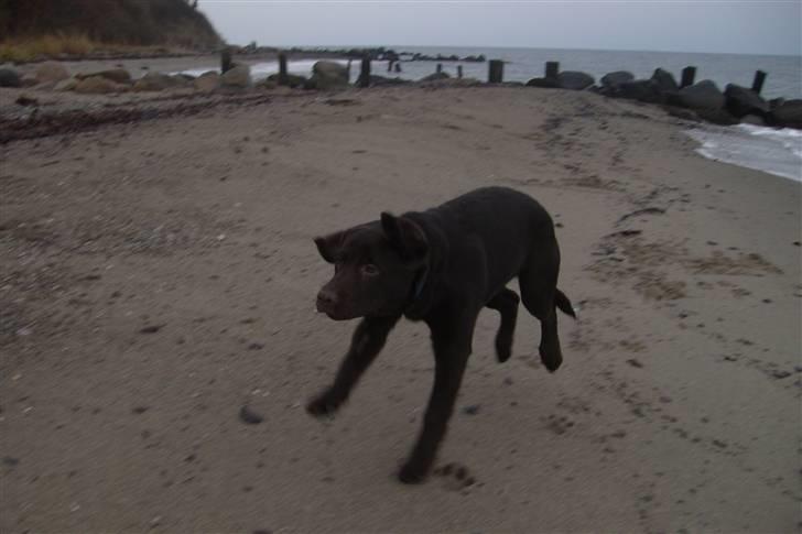 Labrador retriever Simba - Første gang han var med ved stranden:D Og det var uden hans mor, så han var pænt bange for det der vand:D billede 17