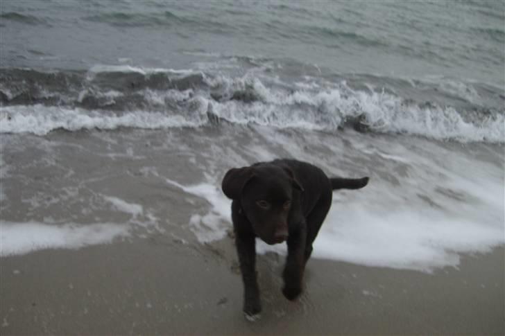 Labrador retriever Simba - Her har han vænnet sig lidt mere til det:D billede 18