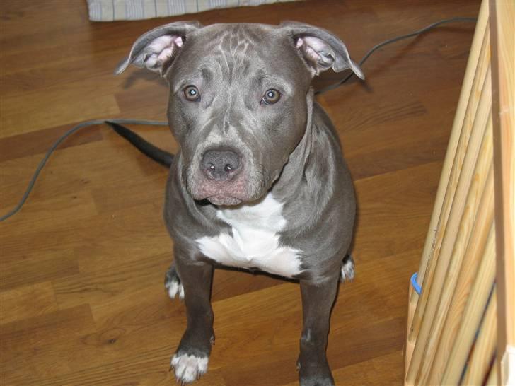 Amerikansk staffordshire terrier Costa - Nye billeder billede 9