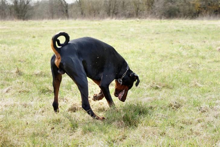 Dobermann G.O.F. Brilliant Boris - Jeg kan altså godt lugte dig, lille mus... billede 6