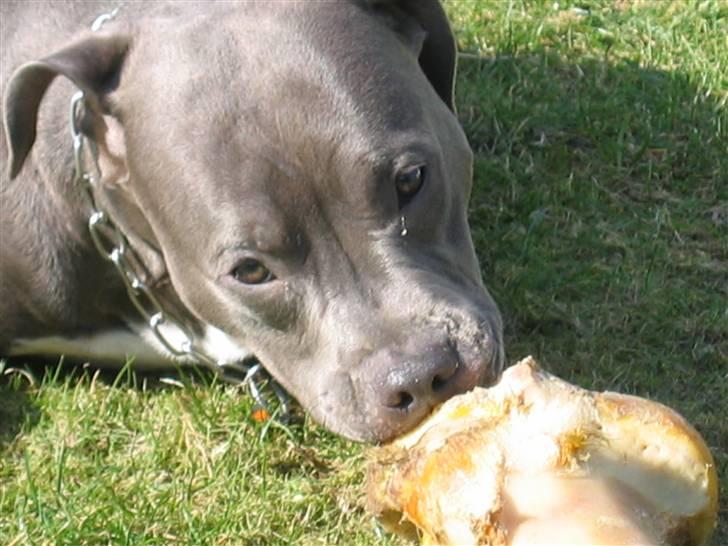 Amerikansk staffordshire terrier Costa - Nyt billede billede 10