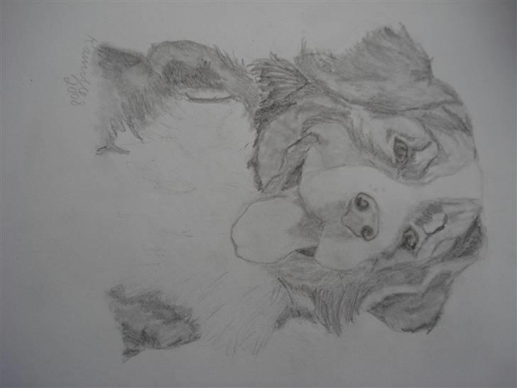 Labrador retriever Simba - Strandhunden:P billede 19