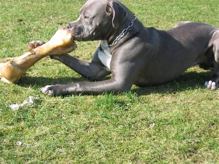 Amerikansk staffordshire terrier Costa - Elsker mit ben billede 11
