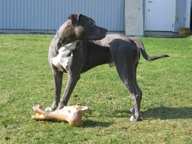 Amerikansk staffordshire terrier Costa - Smukke hundebasse billede 12