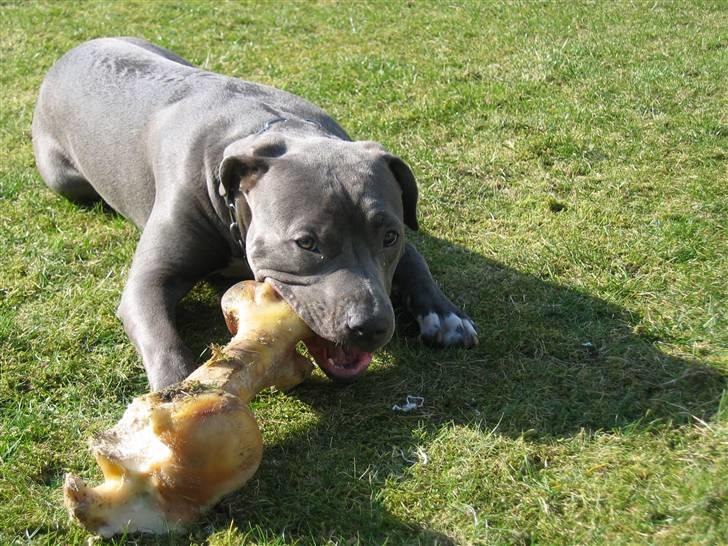 Amerikansk staffordshire terrier Costa - Det smager sku godt billede 13