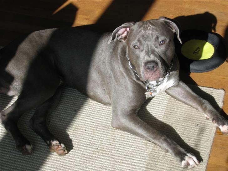 Amerikansk staffordshire terrier Costa - Soler lige... billede 14