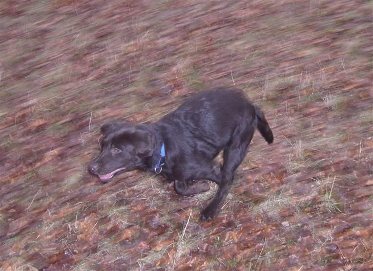 Labrador retriever Simba - Whooooom......... Sprinteren kommer forbi... billede 20