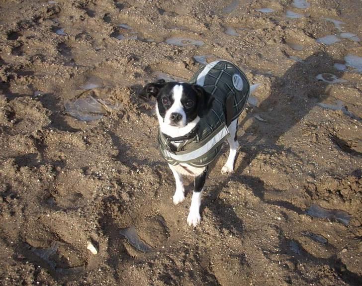 Blanding af racer Theis - Theis er med på ridebanen :) billede 5