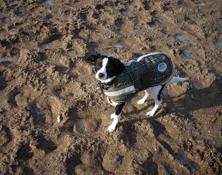 Blanding af racer Theis - Theis med sit dækken på, det kan godt være koldt når man er med hos hesten :) billede 6