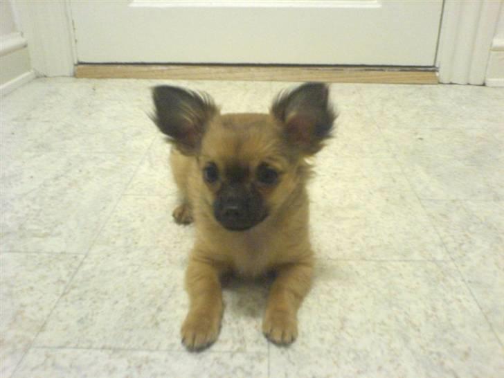 Chihuahua  - || Teddy || - Teddy som teenager billede 14