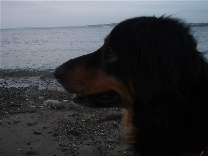 Hovawart Holley billede 17