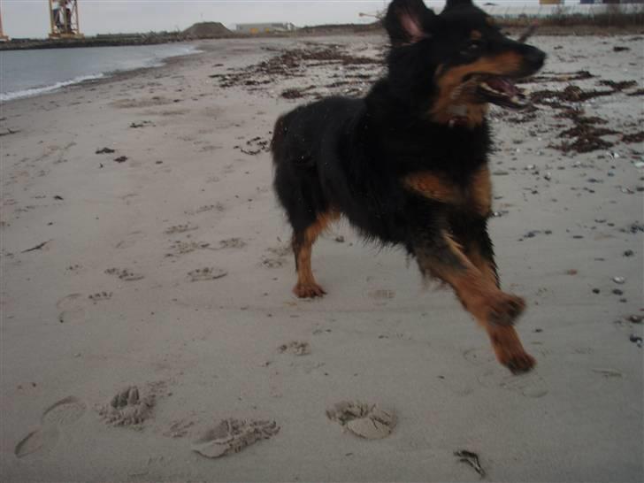 Hovawart Holley billede 18