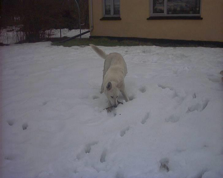 Hvid schæfer Kanto.. billede 1