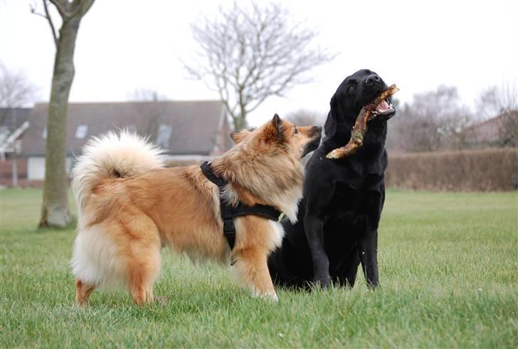 Islandsk fårehund Solargeisli Reiki - iiiih Kaoz -giv mig nu den pind billede 13