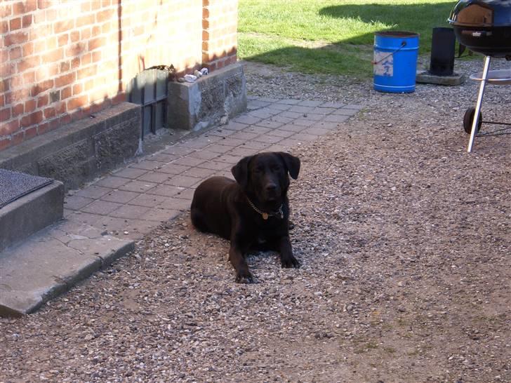 Blanding af racer Micki - her er micki !!! han ligger og passer på det hele billede 1