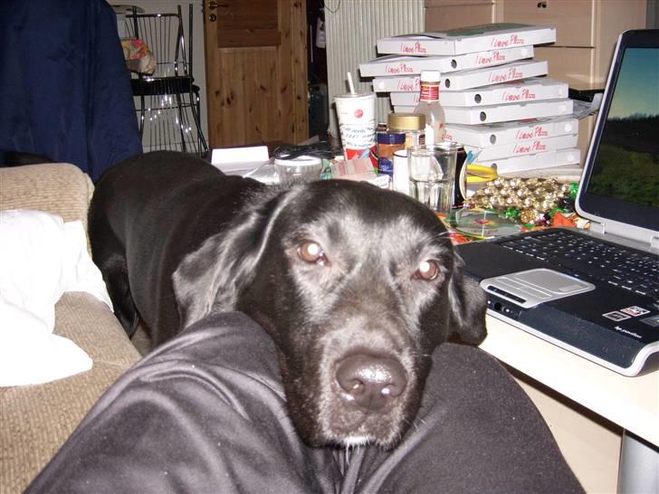 Blanding af racer Micki billede 2