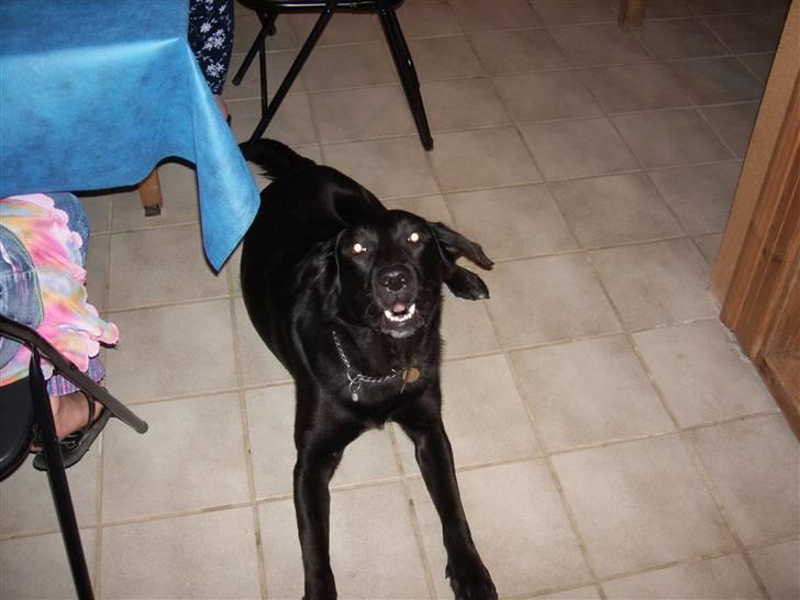 Blanding af racer Micki billede 3