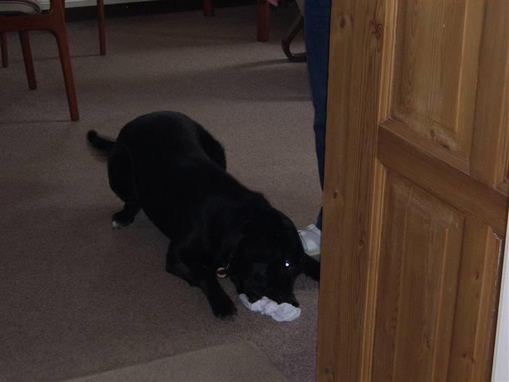 Blanding af racer Micki billede 4