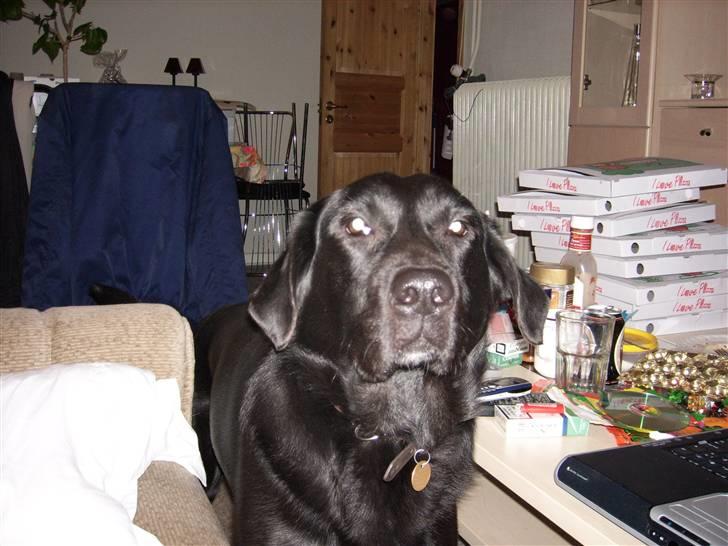 Blanding af racer Micki billede 5