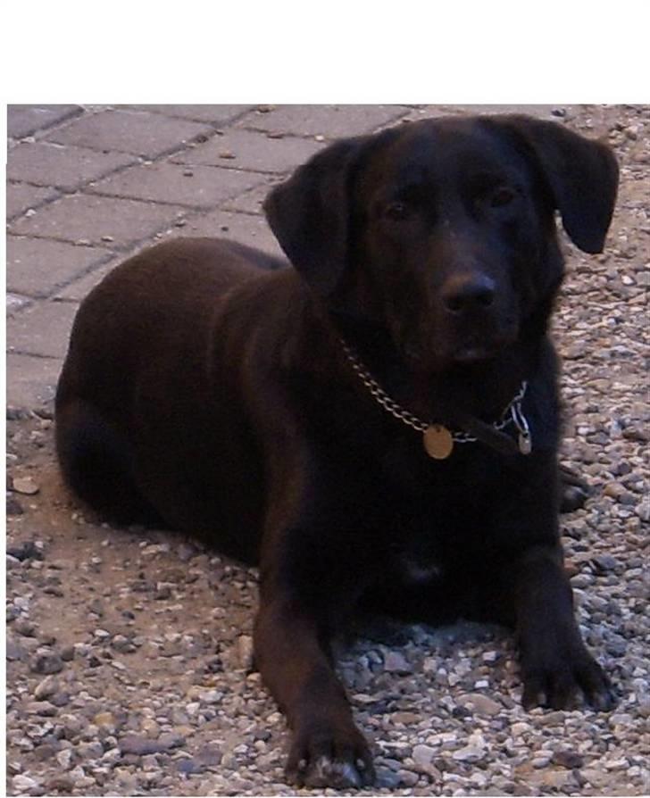 Blanding af racer Micki billede 6