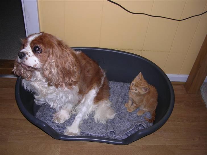 Cavalier king charles spaniel † Debbie † - Debbie og lille mirando (: billede 20
