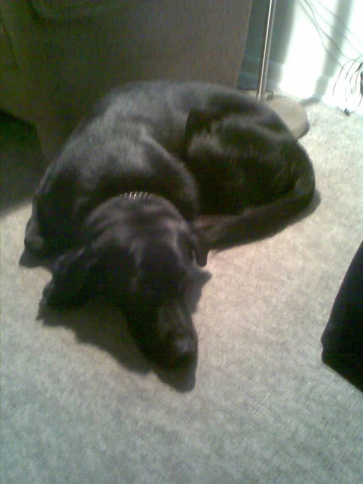 Blanding af racer Micki billede 7