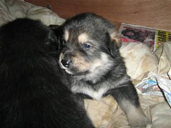 Alaskan malamute denali sunrise kald: desi - store drengen nu 4 uger gammel og 3,5 kg billede 17