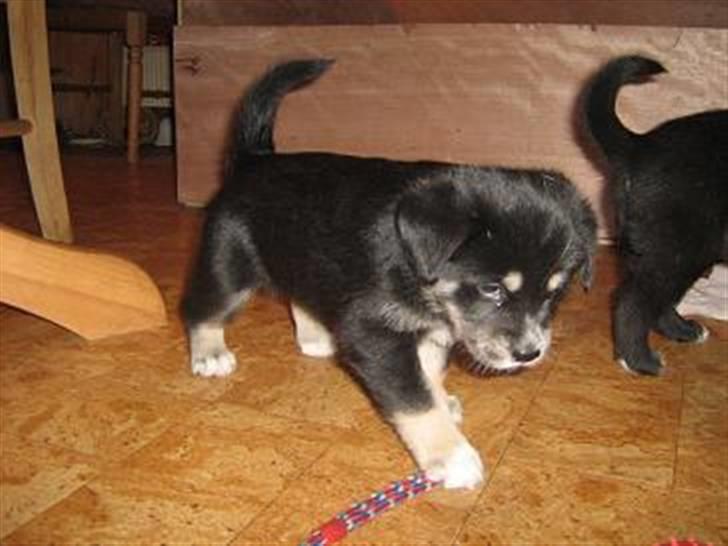 Alaskan malamute denali sunrise kald: desi - lillepigen nu 4 uger gammel og 3 kg. billede 18