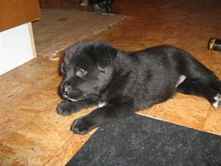 Alaskan malamute denali sunrise kald: desi - storepigen nu 4 uger gammel og 3,3 kg billede 19