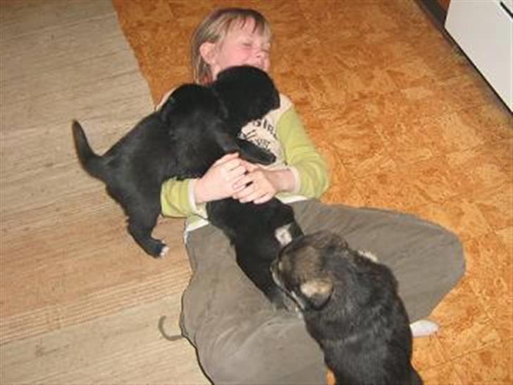 Alaskan malamute denali sunrise kald: desi - nu 4 uger og leger med Tenna billede 20