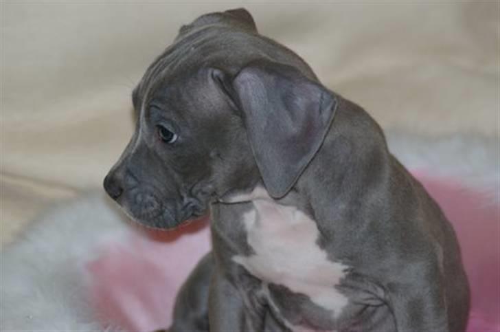 Amerikansk staffordshire terrier Nellie billede 14