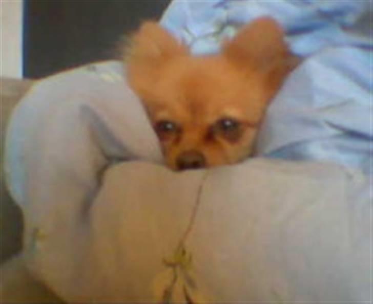 Pomeranian ziggi billede 1