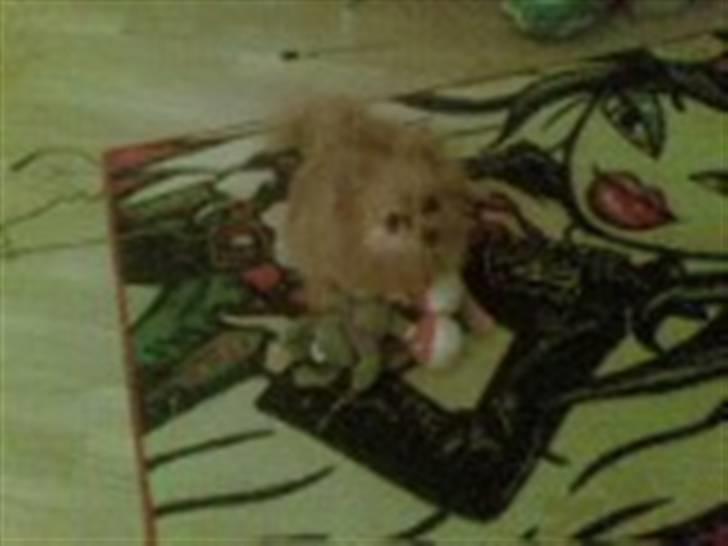 Pomeranian ziggi billede 2