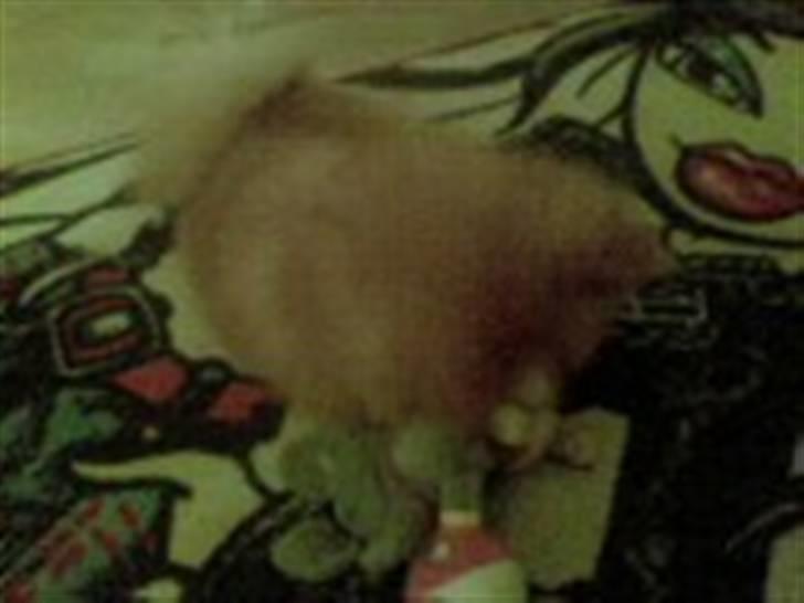 Pomeranian ziggi billede 3