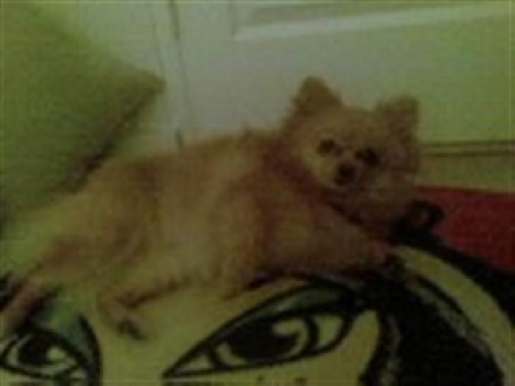 Pomeranian ziggi billede 4