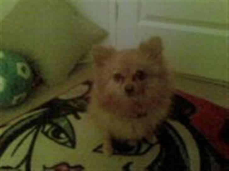 Pomeranian ziggi billede 5