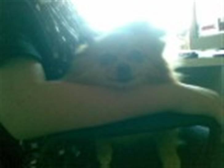 Pomeranian ziggi billede 6