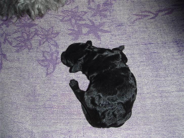 Dværgpuddel citta - 5 dage gammel.. den er bar kær!!! billede 6