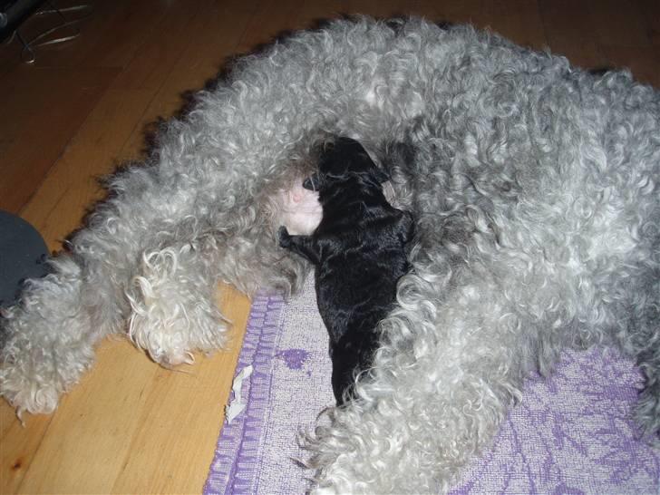 Dværgpuddel citta - hvem bestilte mælk ??? :D  billede 7