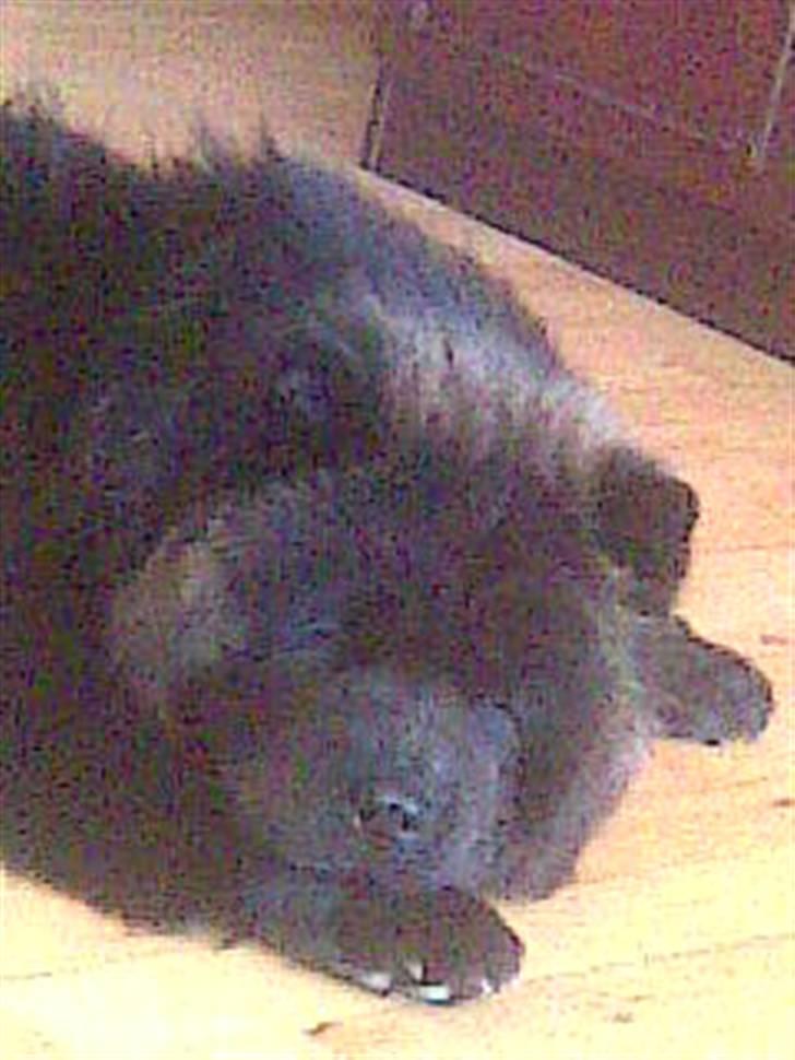 Chow chow Luna billede 7
