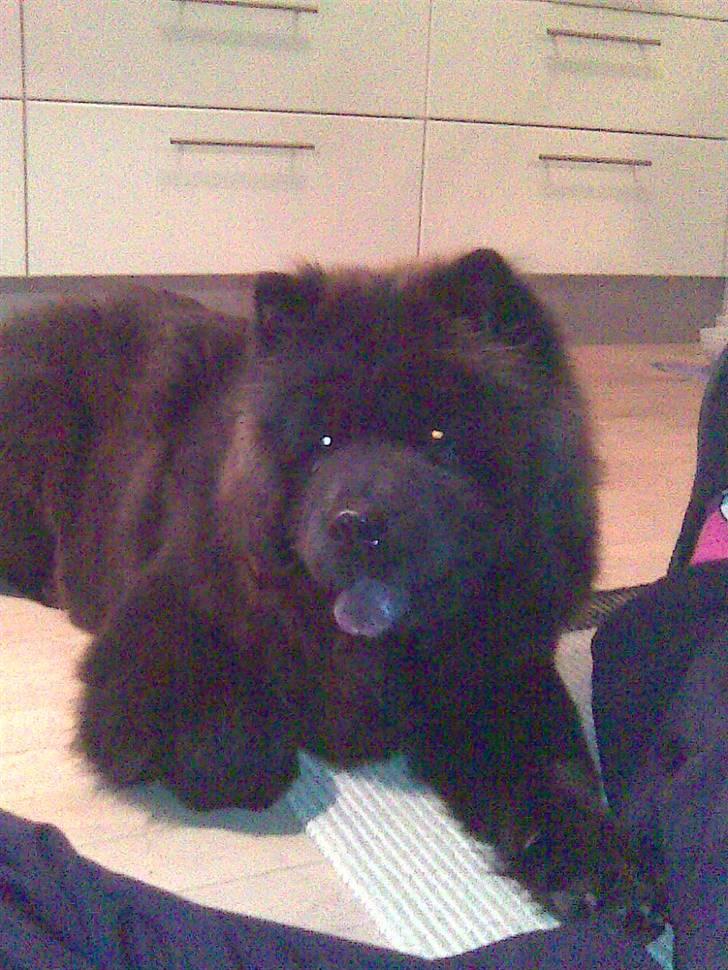 Chow chow Luna billede 8