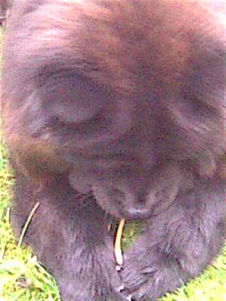 Chow chow Luna billede 9