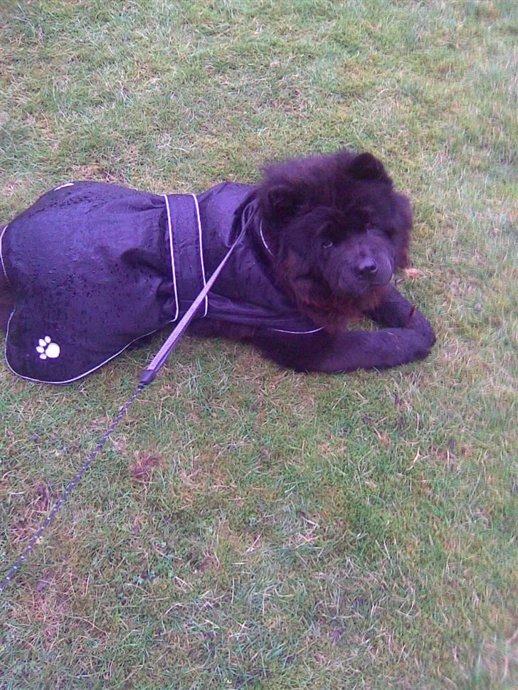 Chow chow Luna billede 10